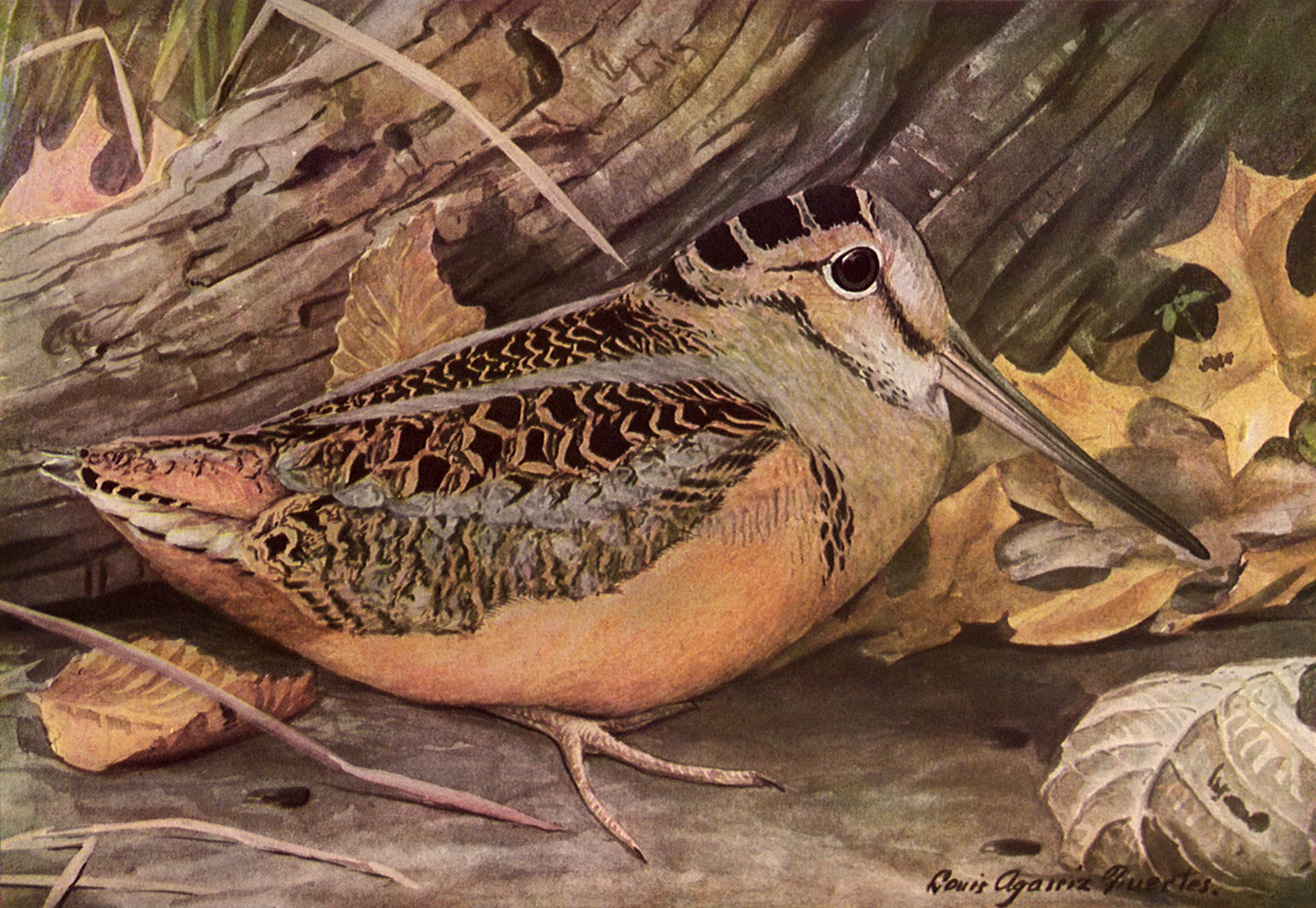 An illustration of an american woodcock on the ground among leaves.