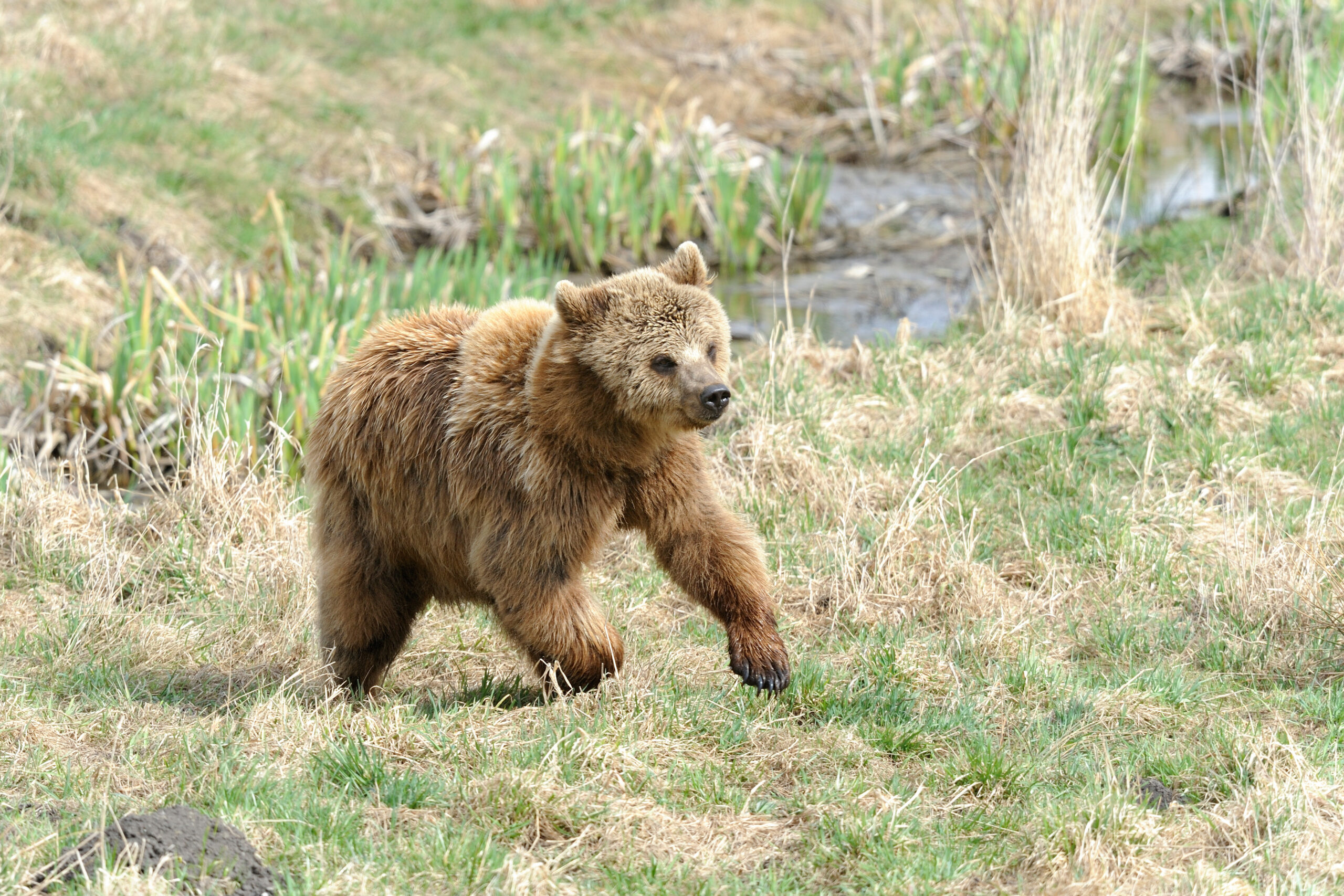 A young brown bear runs fast through a field. 