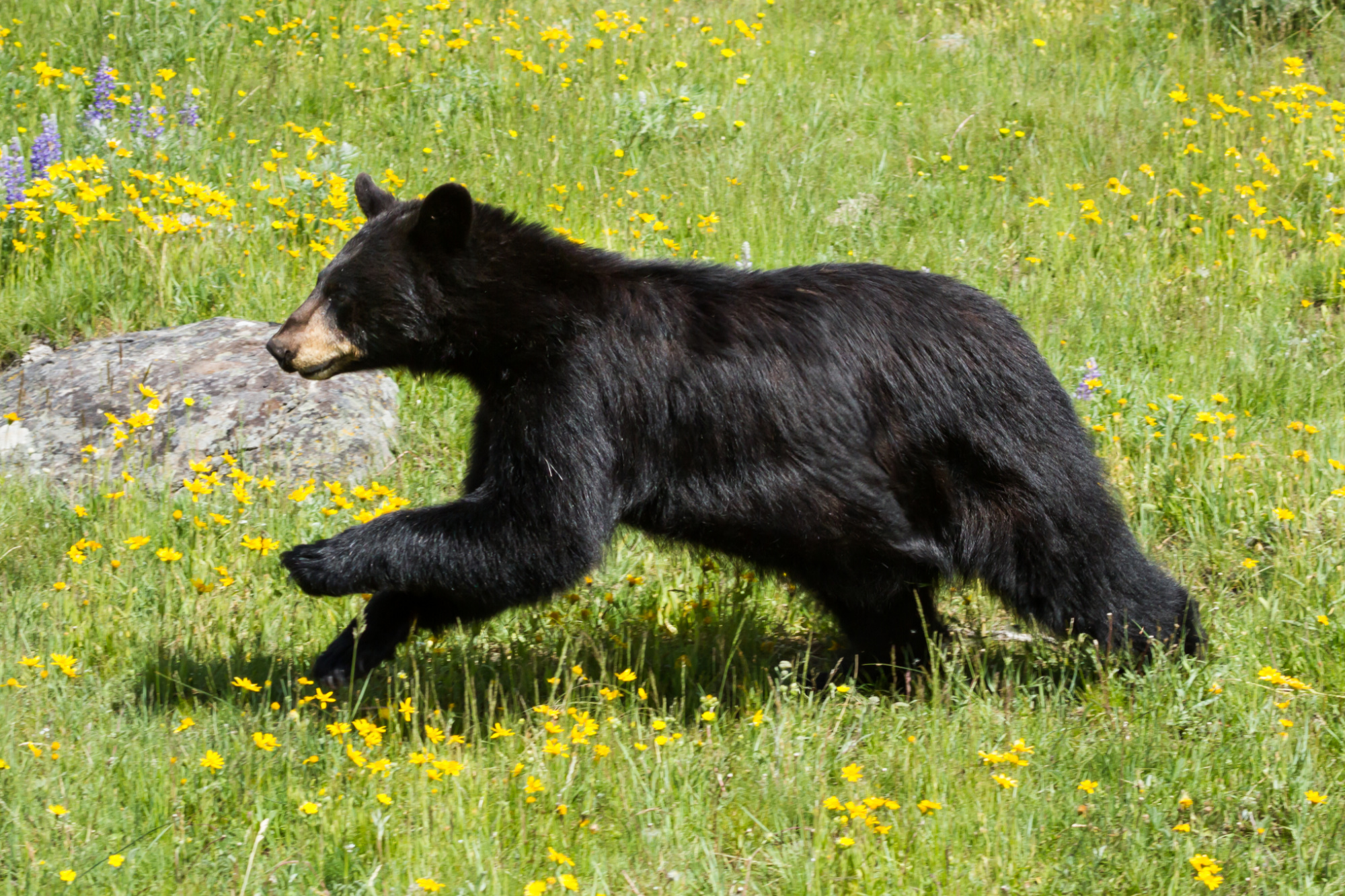 A black bear runs through a field of wildflowers.