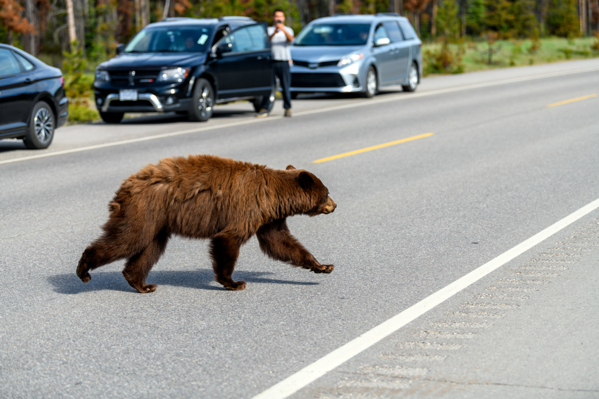 A black bear runs through traffic
