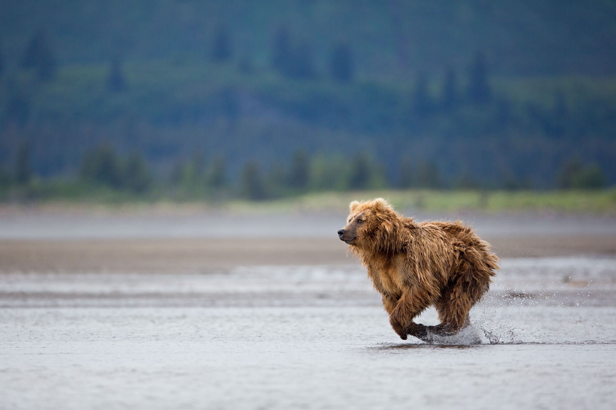 A brown bear runs through water in Alaska.