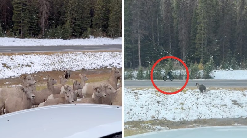 Watch: Cyclist Dodges Grizzly Chasing Herd of Bighorn Sheep