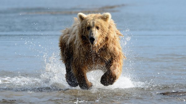 How Fast Can a Bear Run?