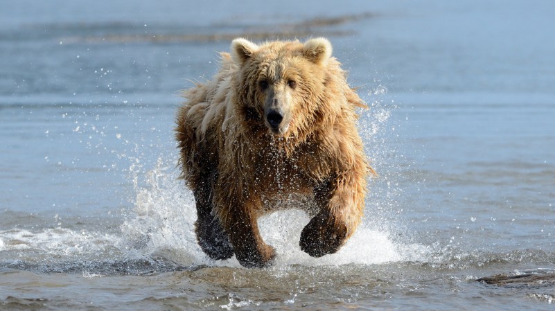 A grizzly bear runs fast through water toward the camera.