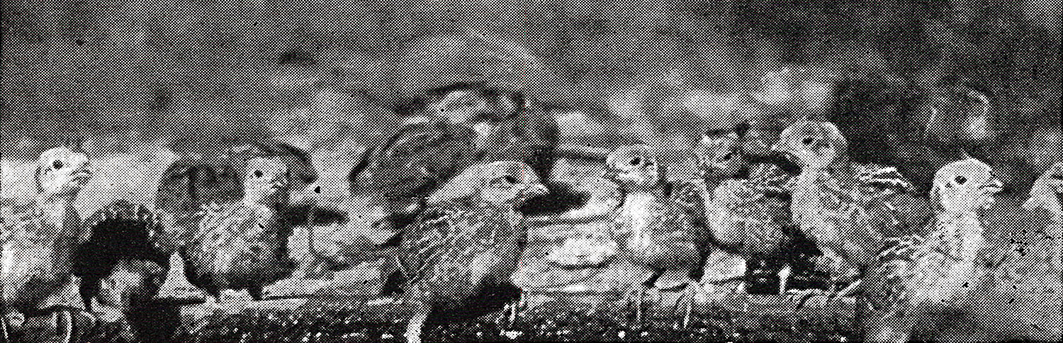 Group of hatchling quail. Archival photo.