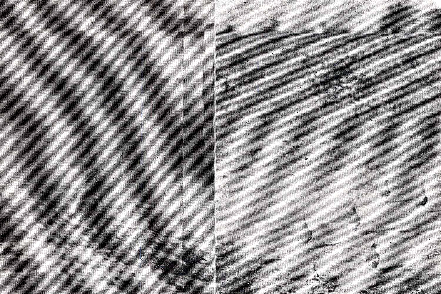 Single quail perches on rocky hillside, keeping watch; group of quail cross road. Archival photographs.