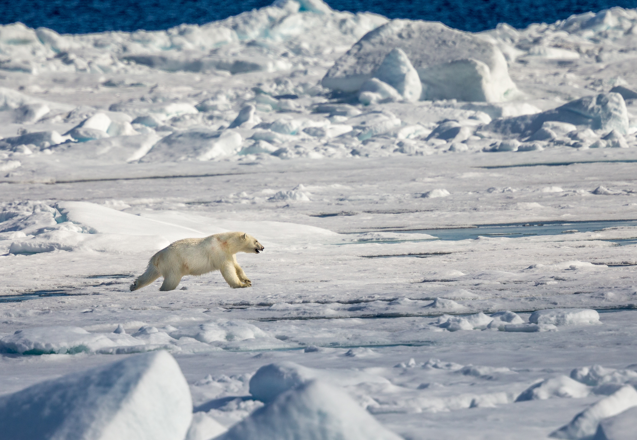 A polar bear runs fast across the ice.