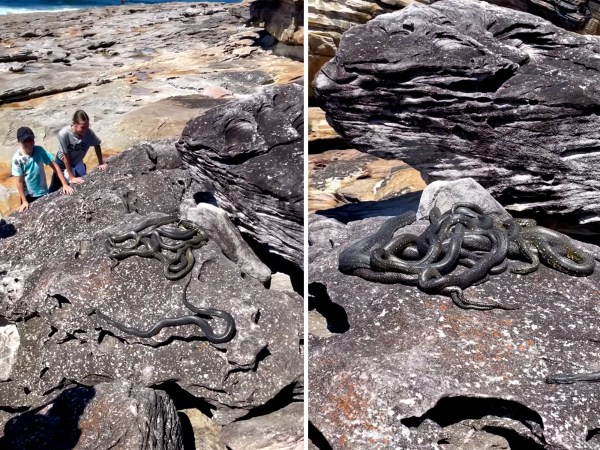 Watch: Tangled Ball of Mating Pythons Spotted in Australian National Park