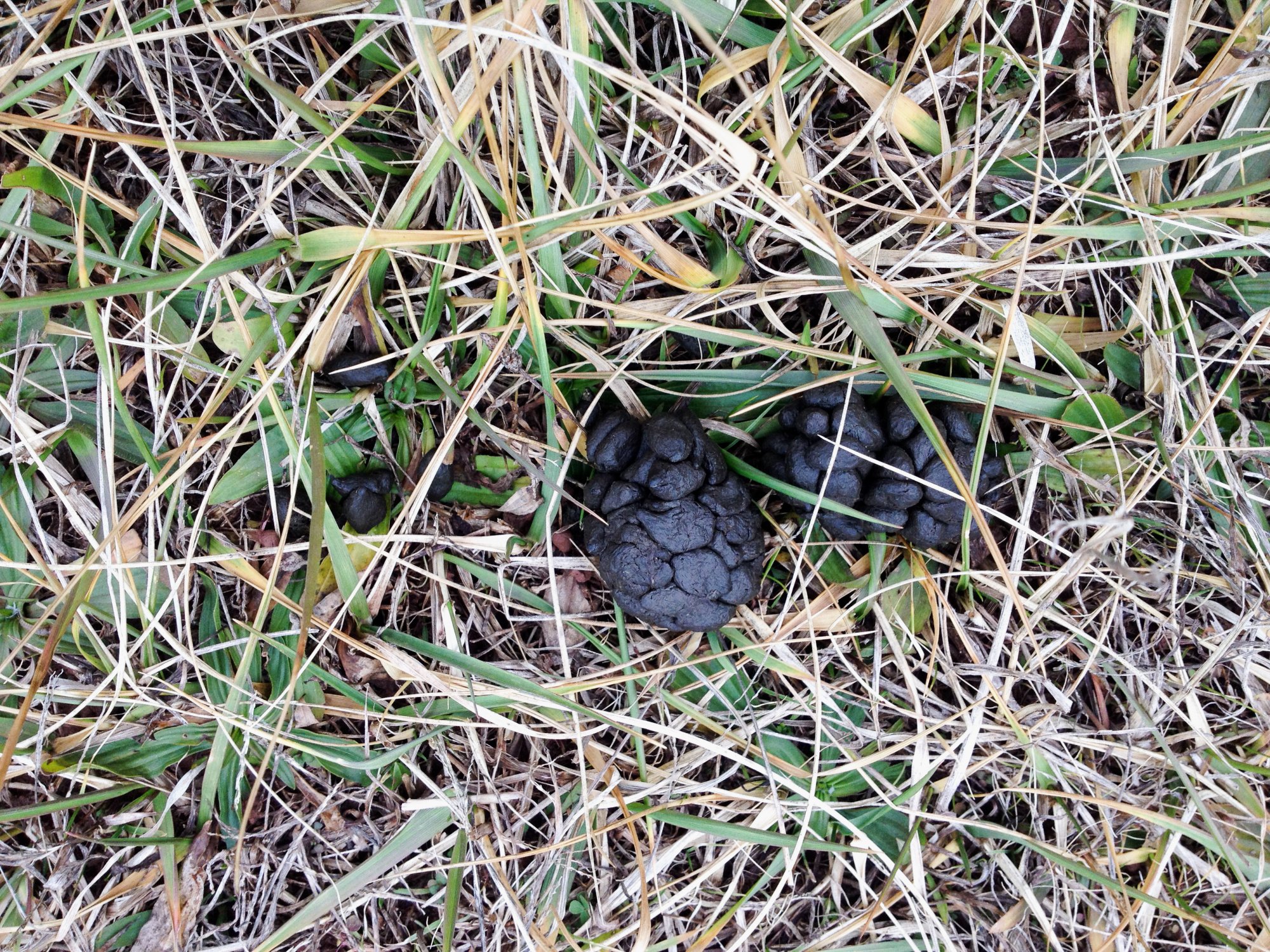 What Does Deer Poop Look Like? | Outdoor Life