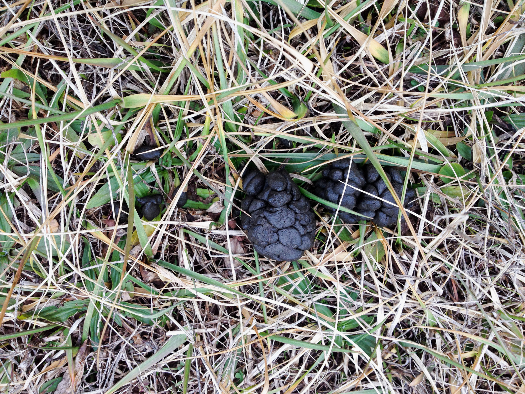 What Does Deer Poop Look Like? Outdoor Life
