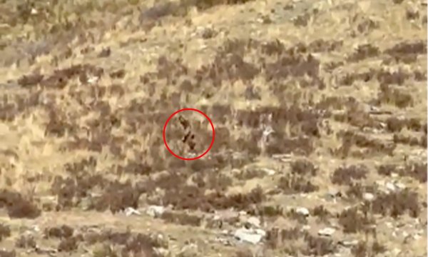 Watch: Is This the Best Bigfoot Sighting Yet or Just a Bowhunter in a Ghillie Suit?