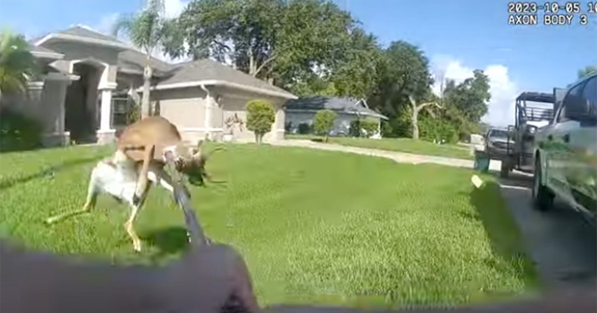 florida buck killed by police