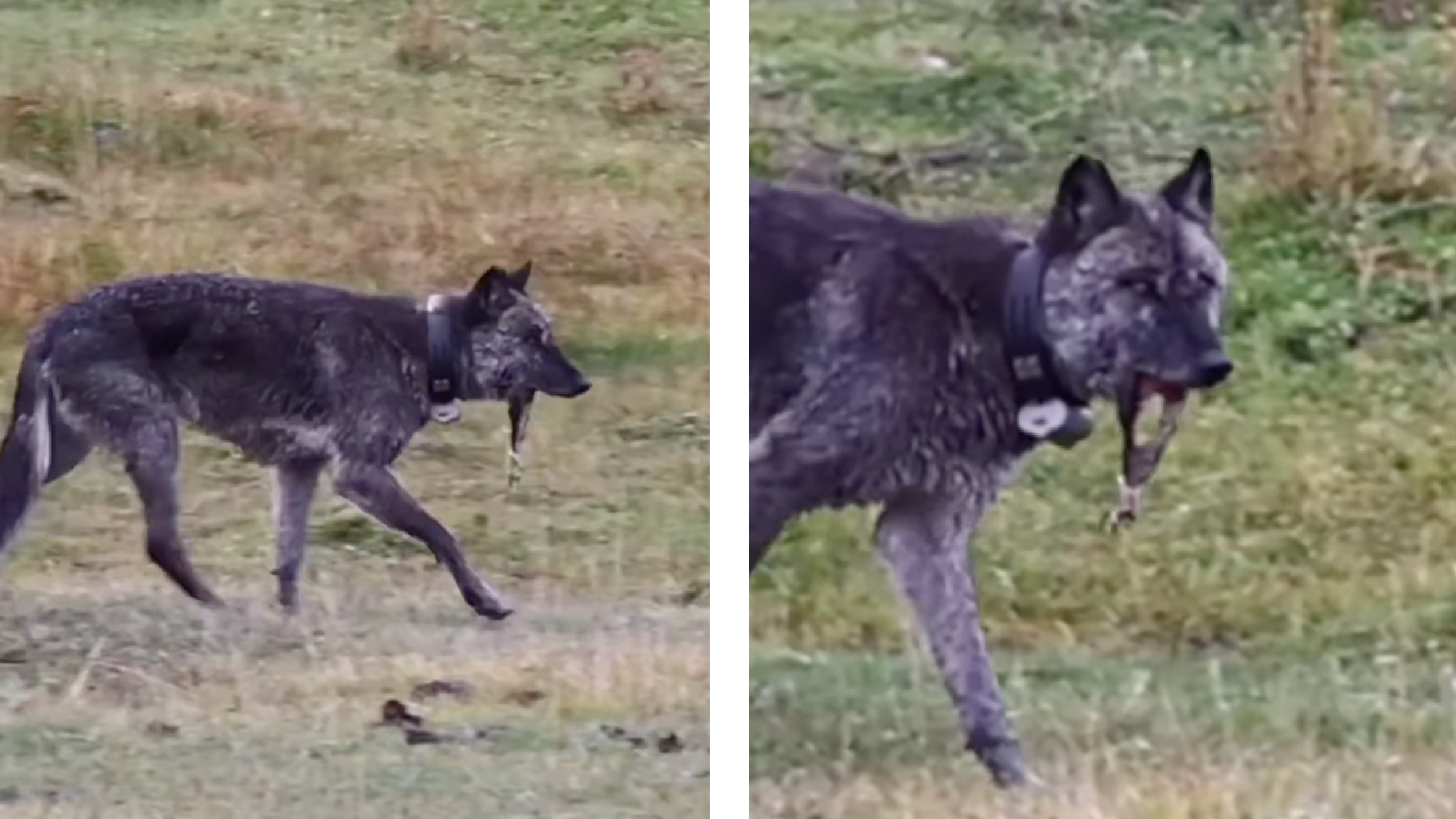 yellowstone wolf seen mising lower jaw