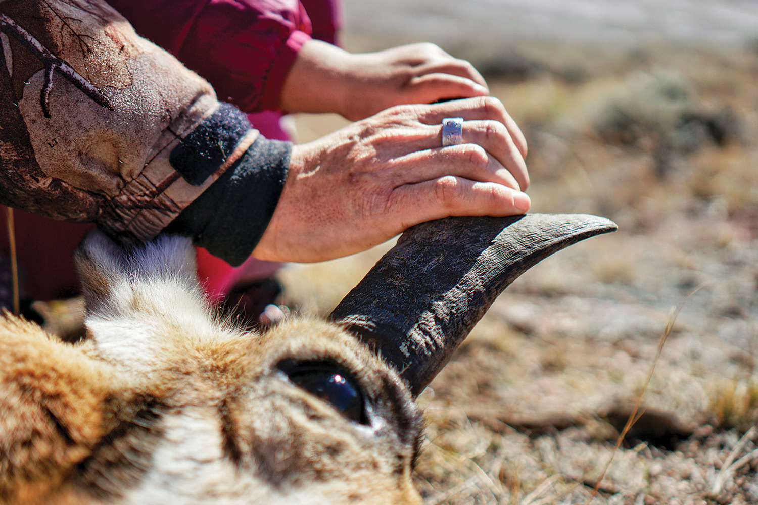 close-up of woman and child's hand touching pronhorn horn