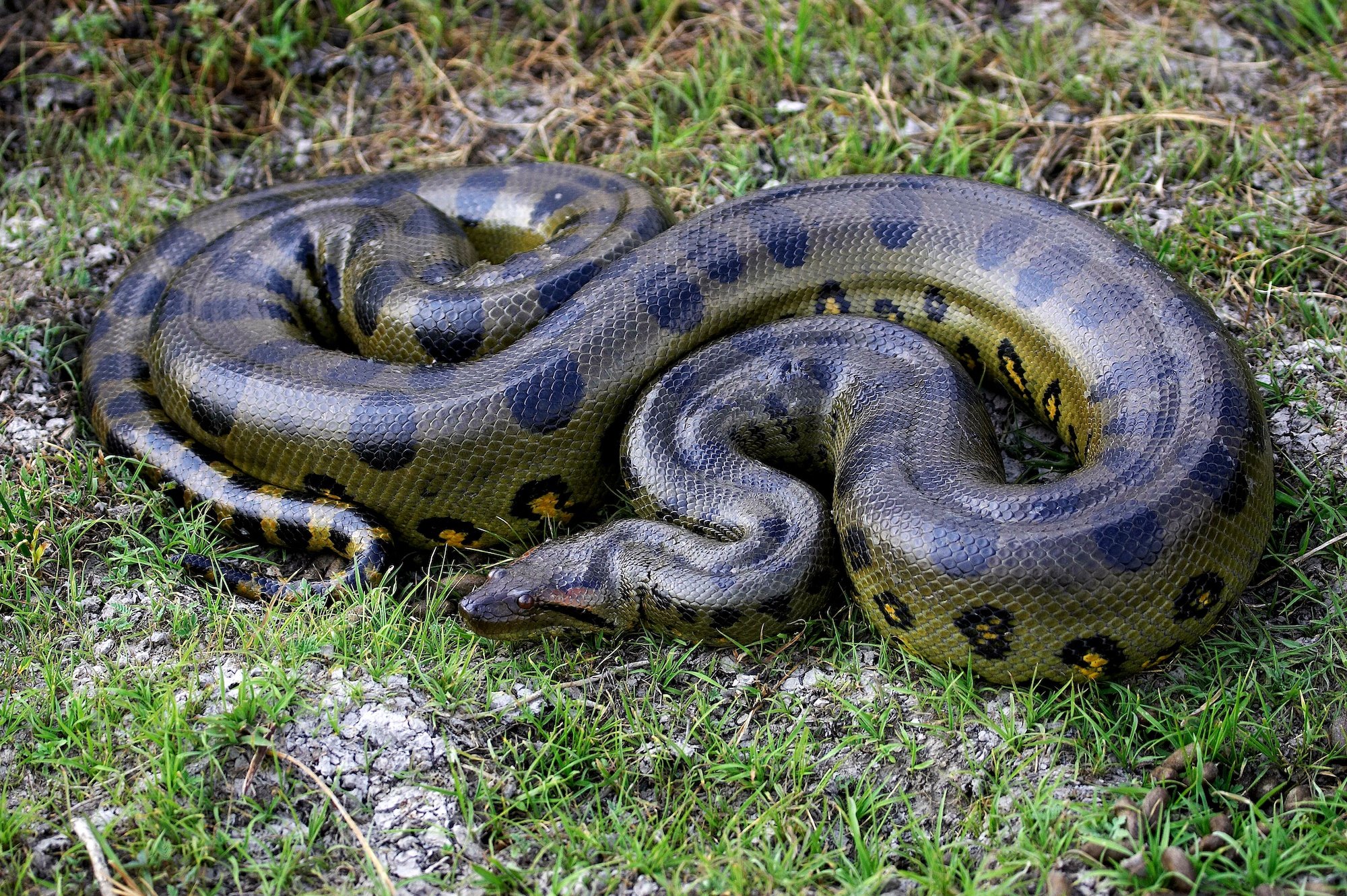 What Is The Biggest Snake In The World Outdoor Life What Is The Biggest Snake In The World Outdoor Life