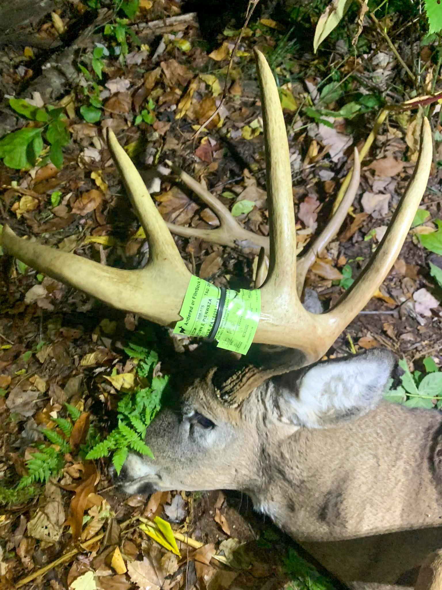 A tag around an antler.
