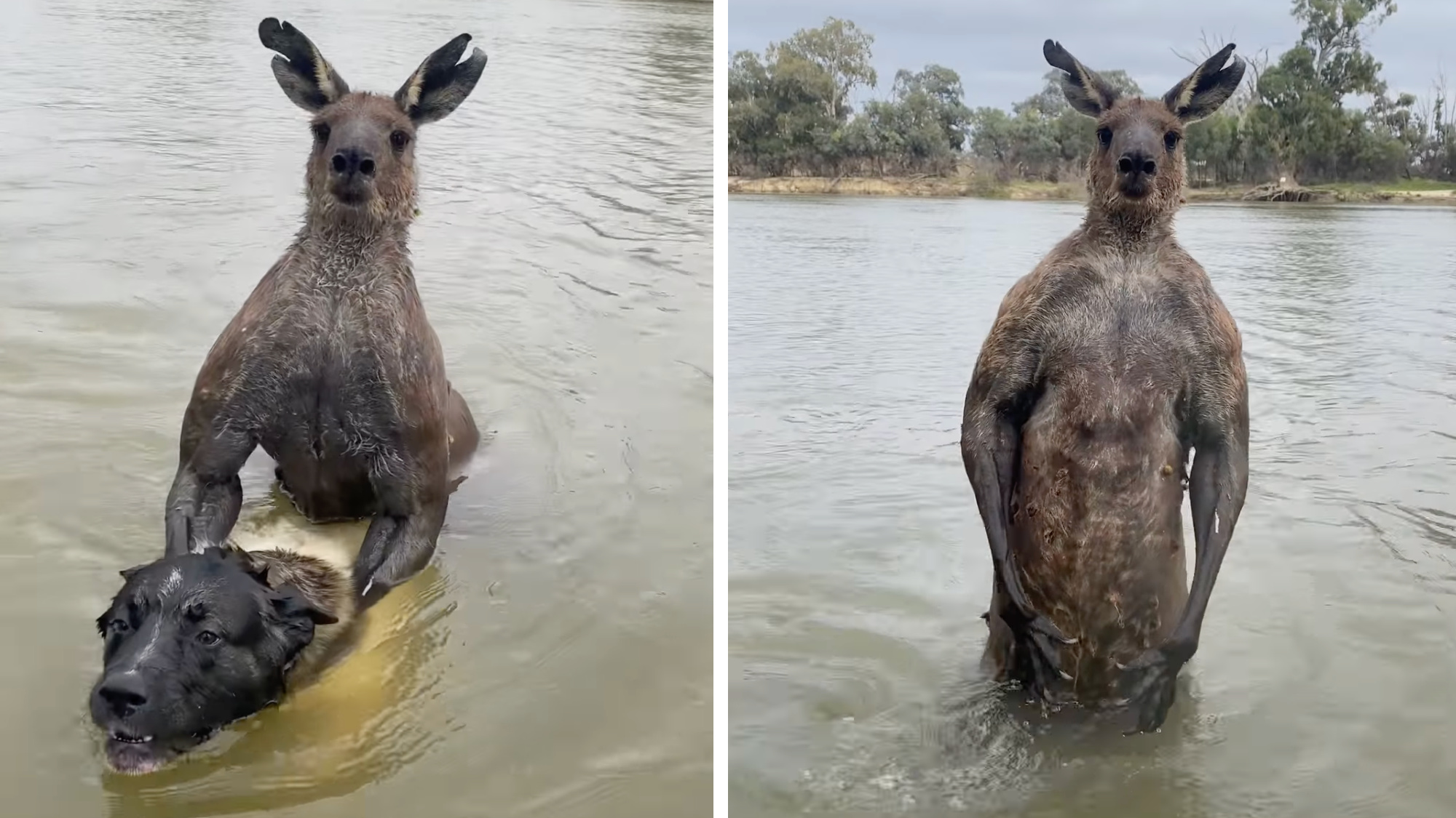 man punches kangaroo to rescue dog