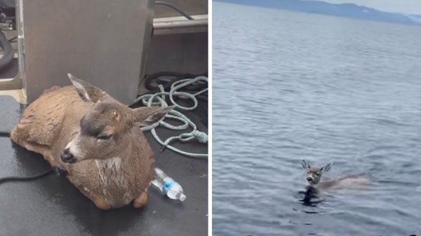 Watch: Alaska State Troopers Pull Blacktail Bucks From Icy Water 4 Miles from Shore