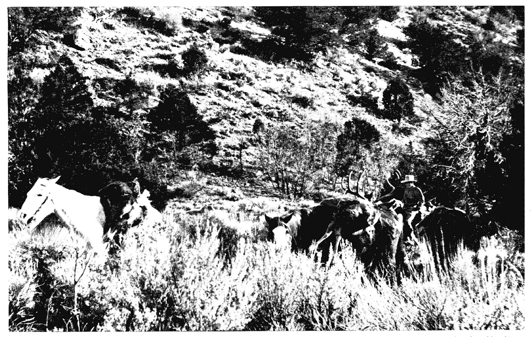 Old black and white photo of a horseback hunt.