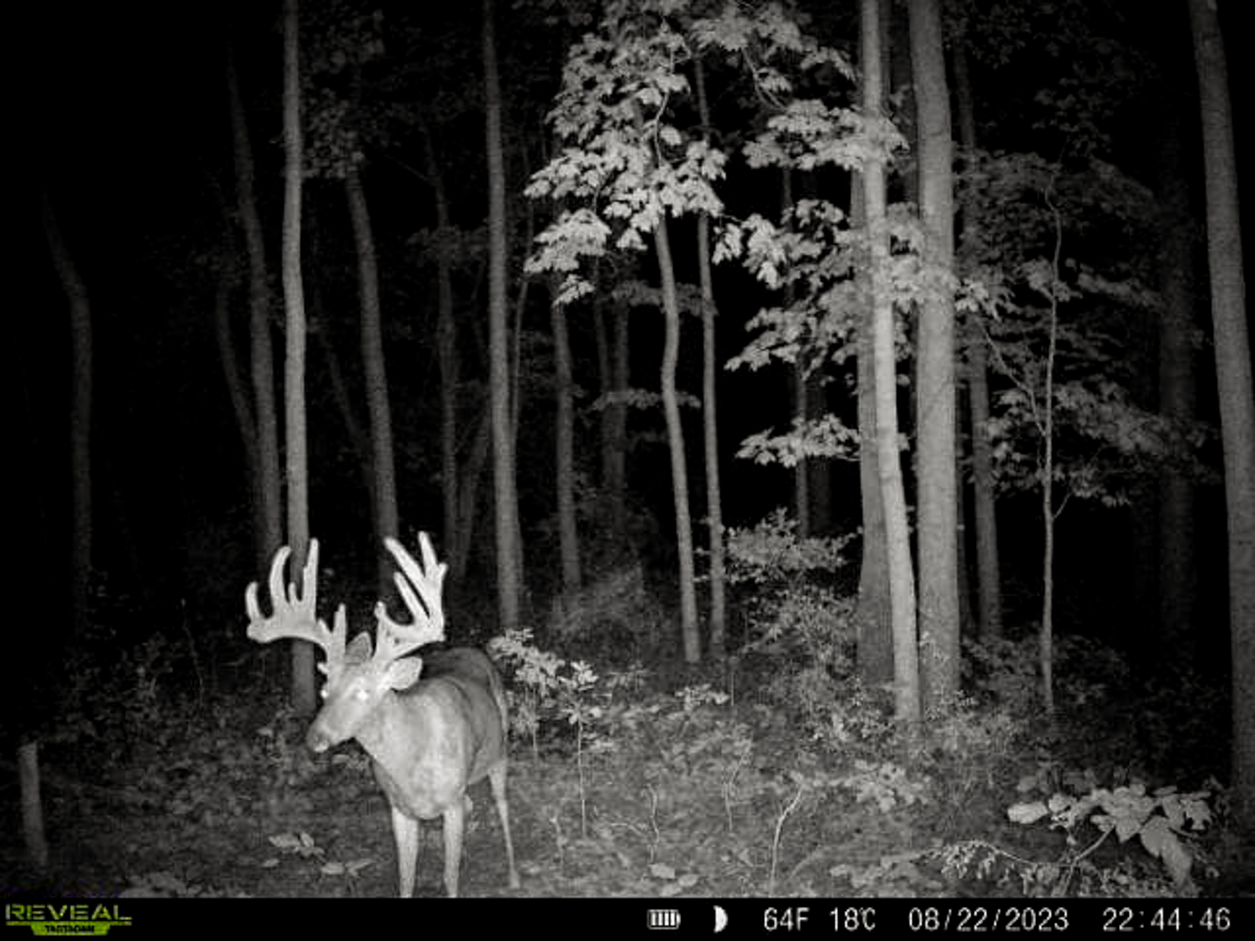 A giant buck in vvelvet on trail camera.