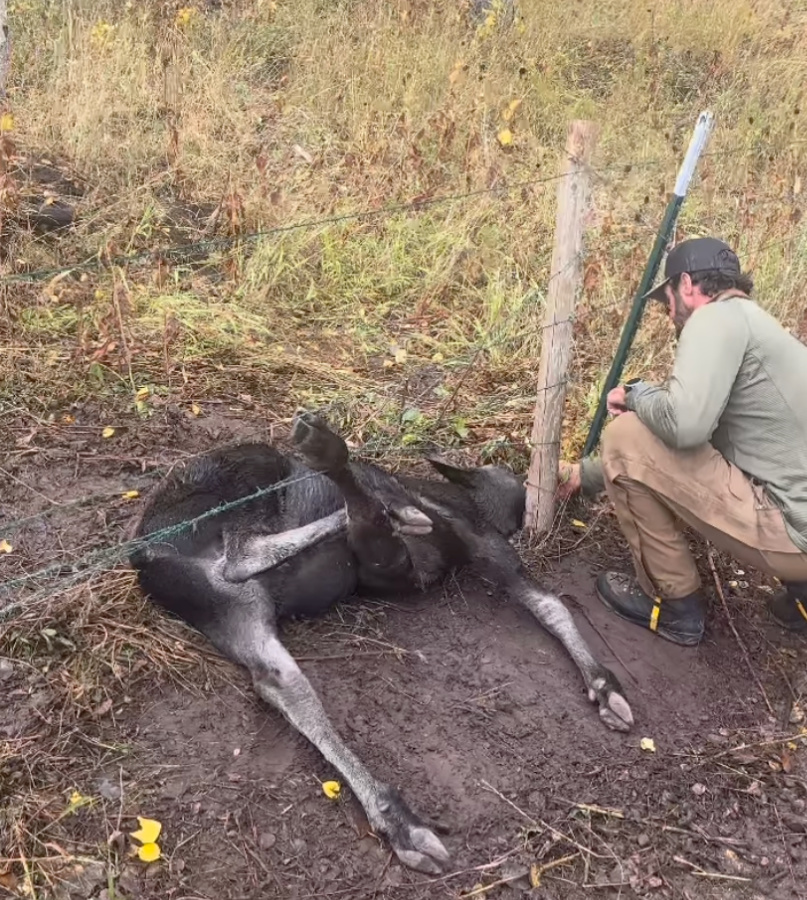 dave beronio with tangled moose