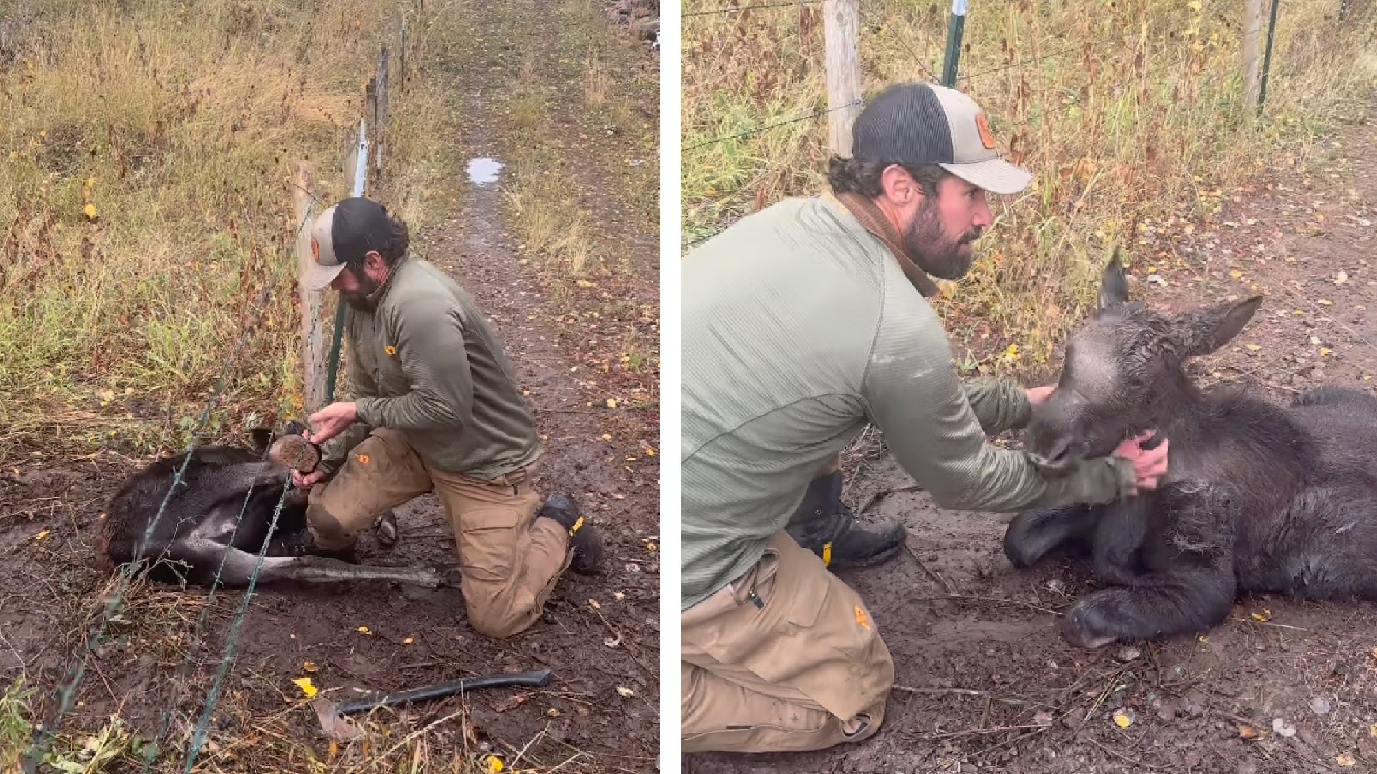 dave beronio with a moose calf