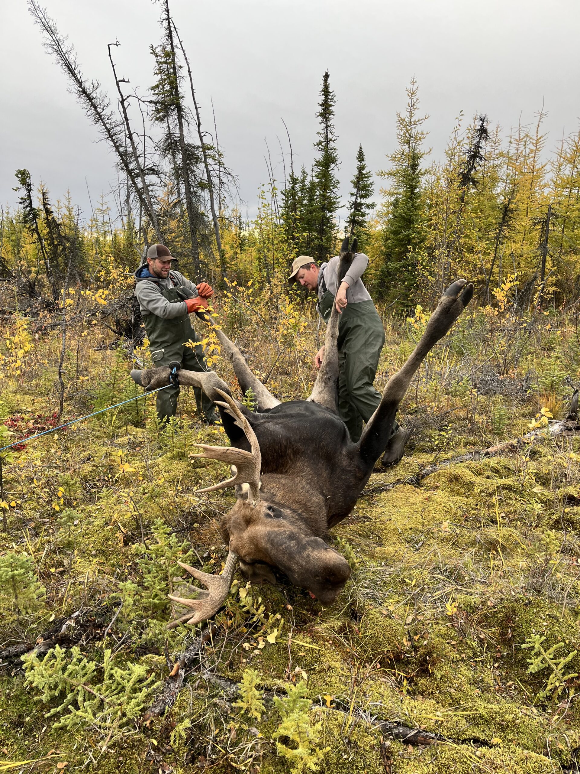 field dressing a moose