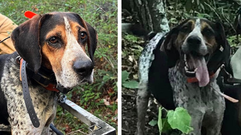 Three Women in a Minivan Stole This Bear Hound Because It Was Being “Forced” to Hunt