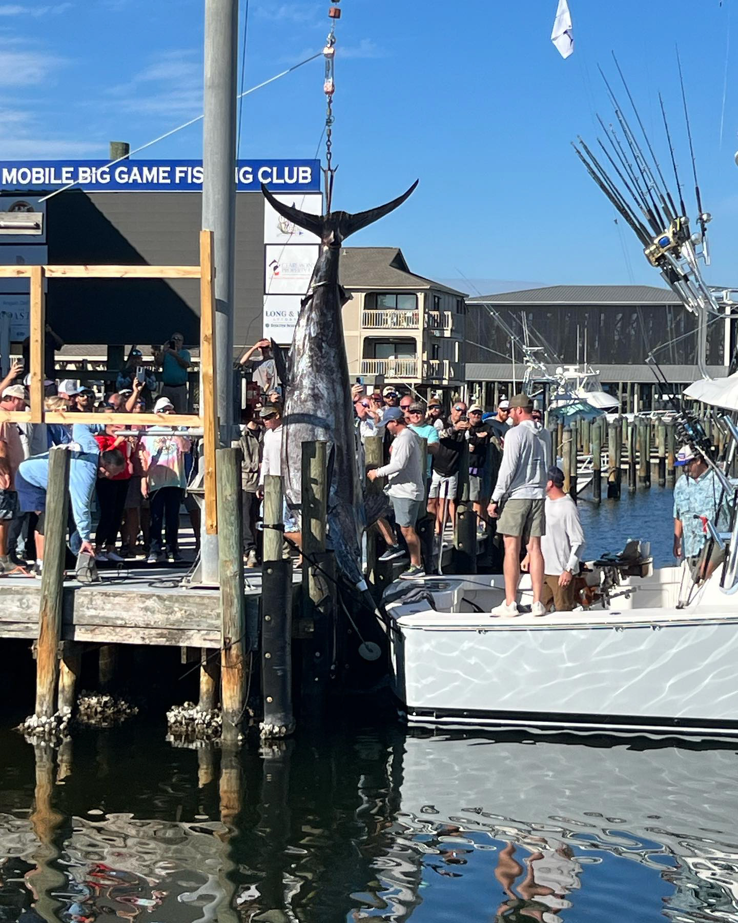 Weighing the new state-record marlin.