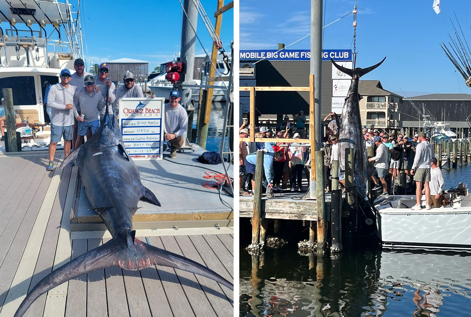 Giant blue marlin, caught on light tackle, is a pending world record