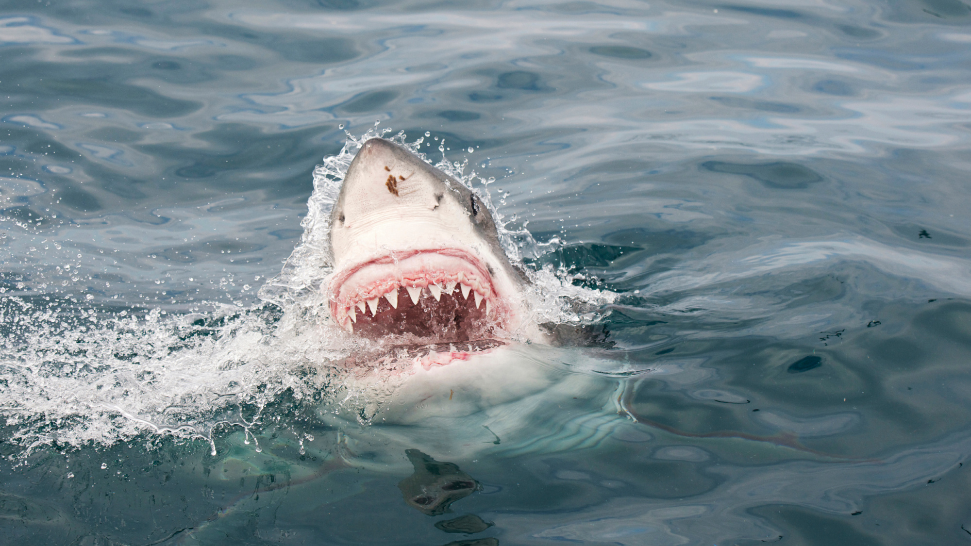 great white shark at water surface