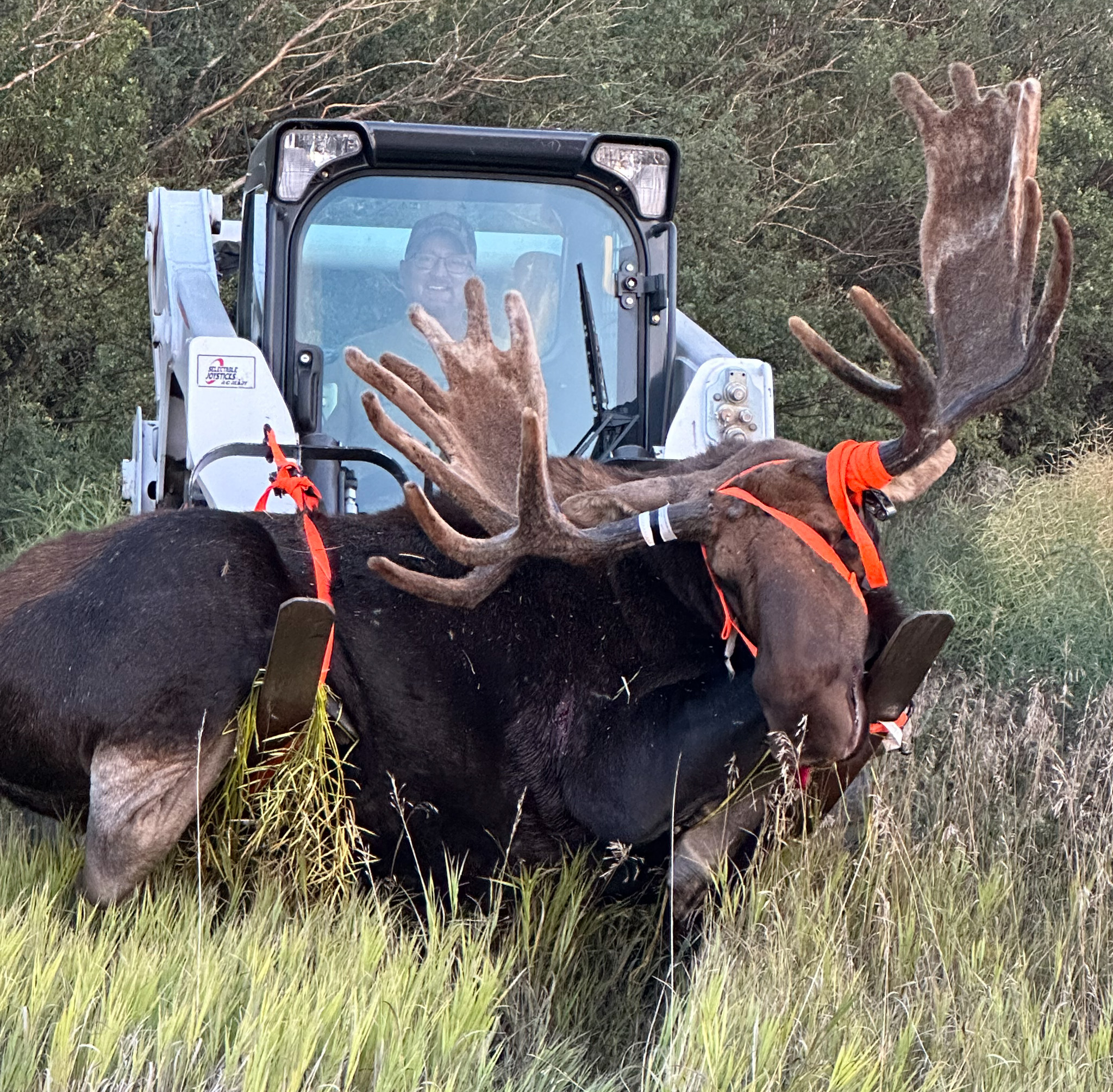 Lifting a moose out of the field with the aid of a Bobcat skid-steer.