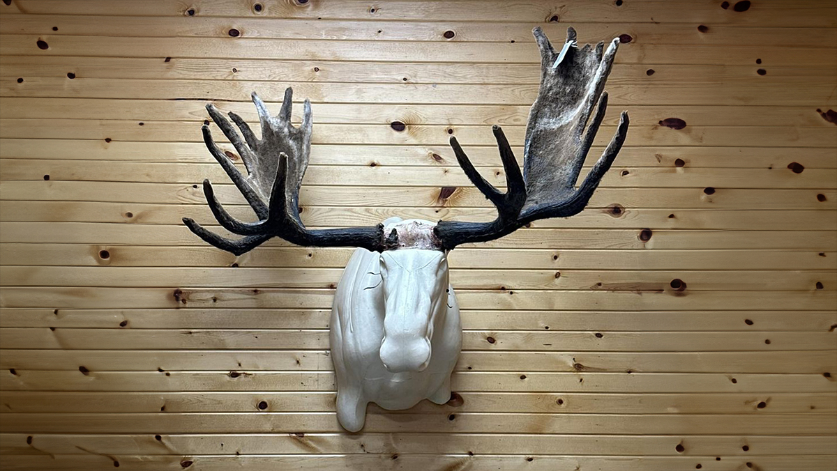 A set of velvet moose antlers sitting on the white form of a shoulder-mount moose.