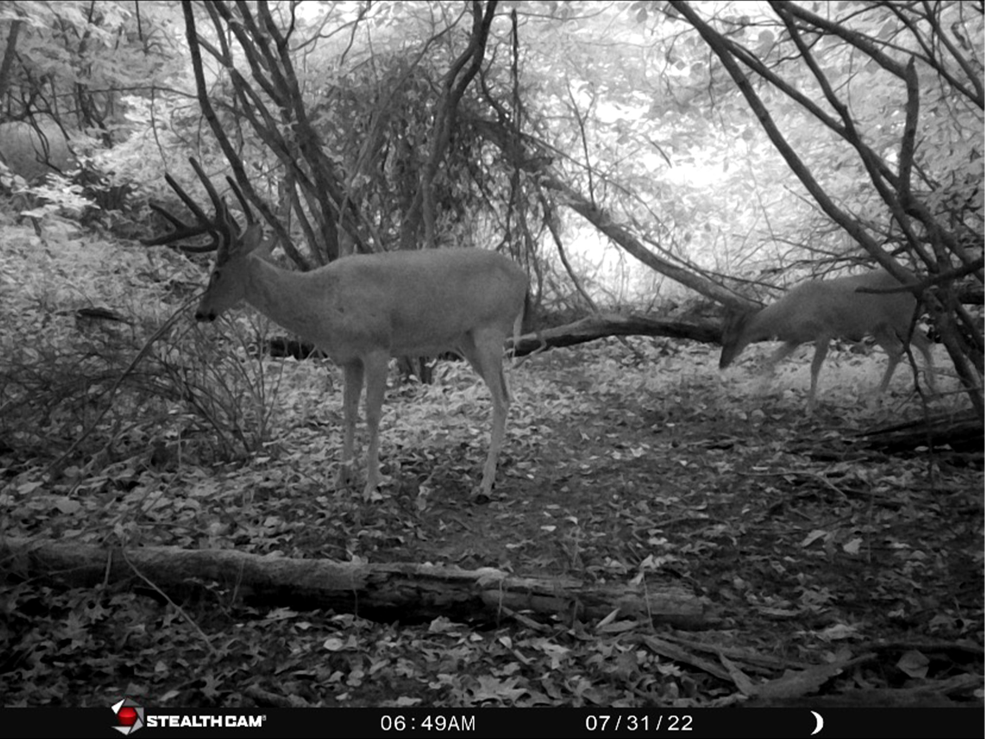 trail cam photo ohio bowhunter 10 pt bests old man