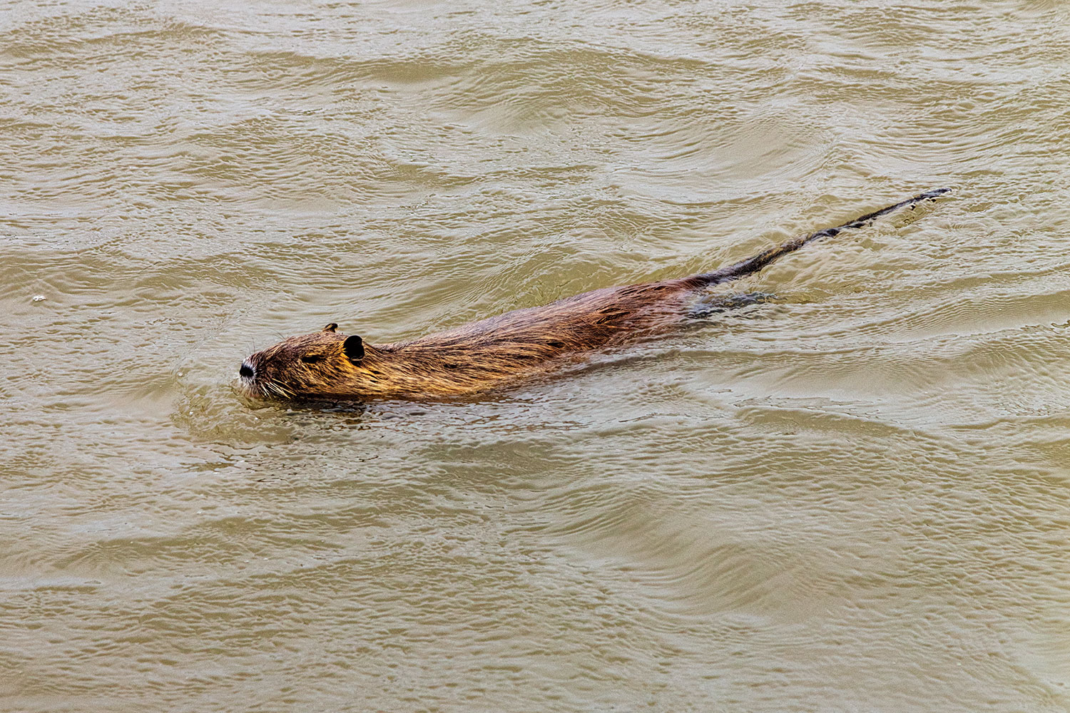 nutria swimming in muddy water