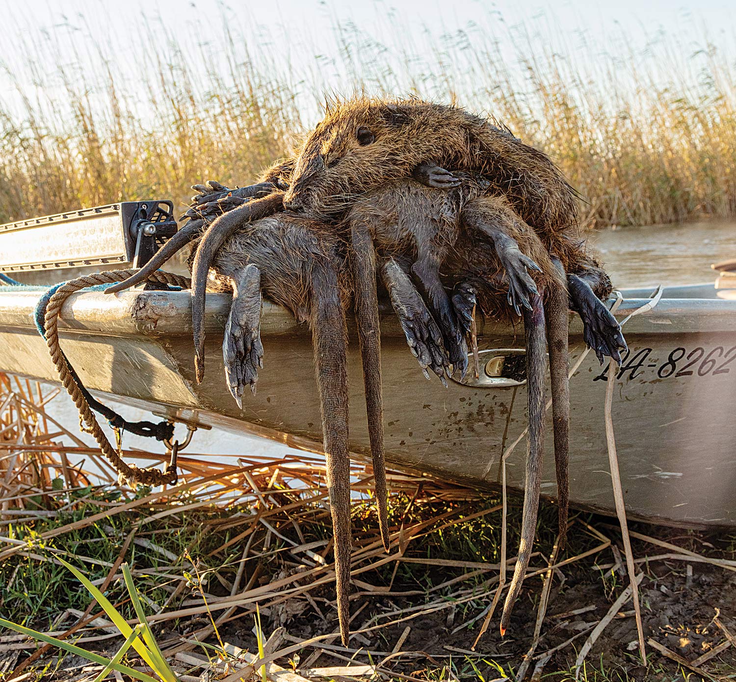 several dead nutria piled on bow of boat