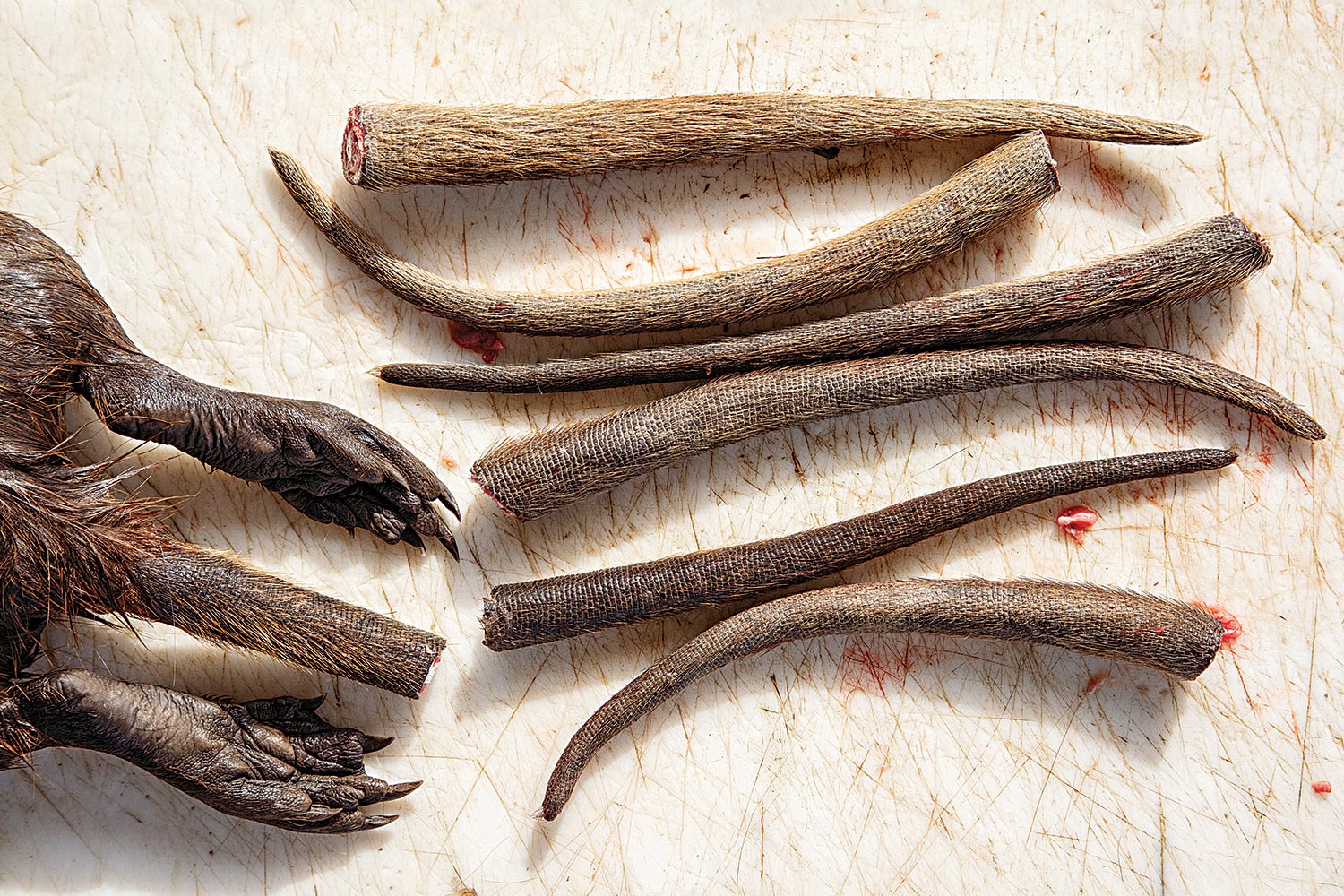 Nutria tails and feet on a cutting board