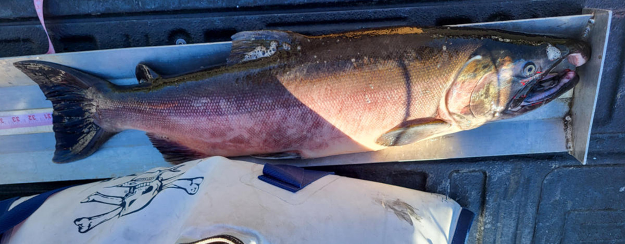 Idaho Fisherman Breaks Coho Salmon State Record by a Hair