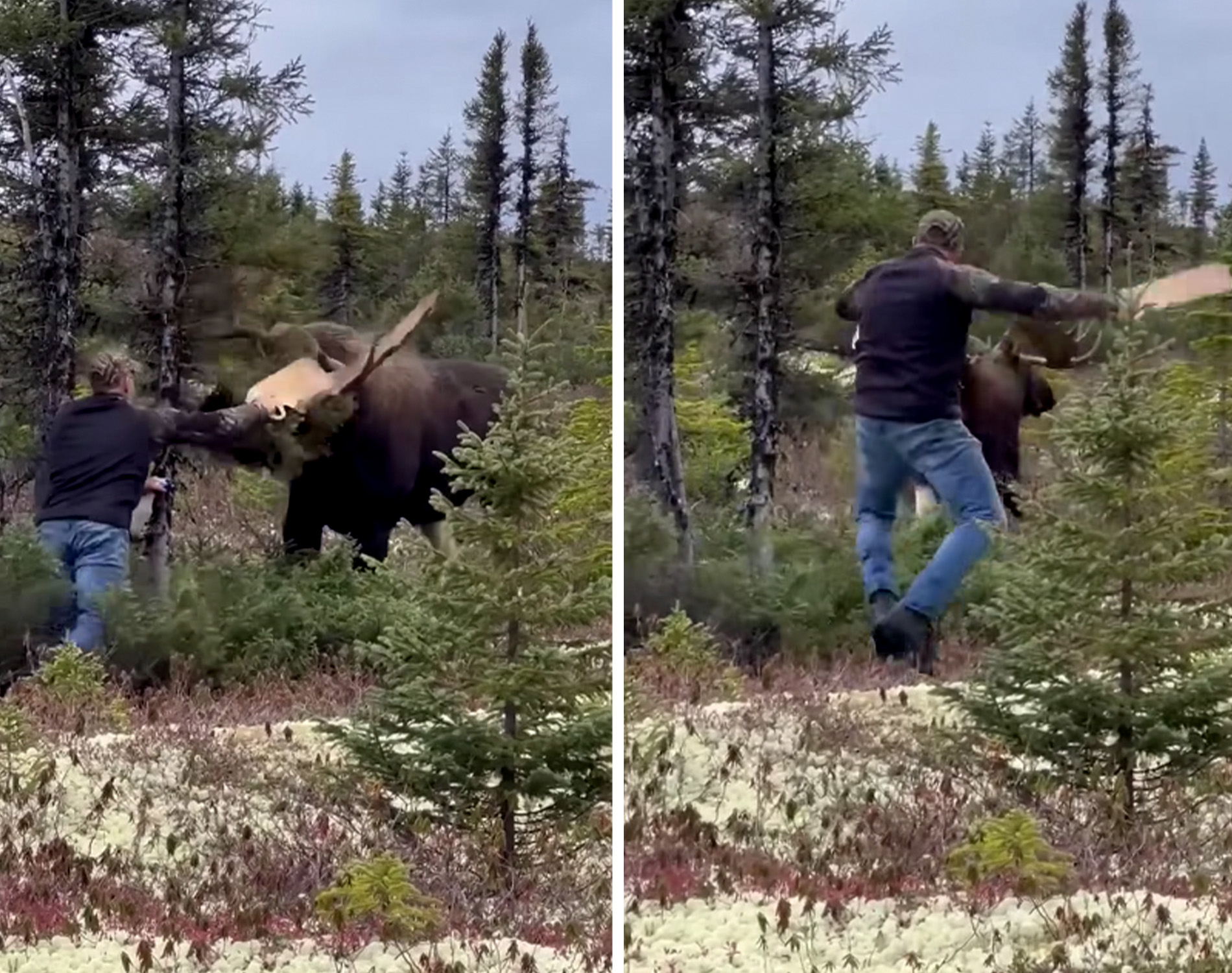 video man challenges moose
