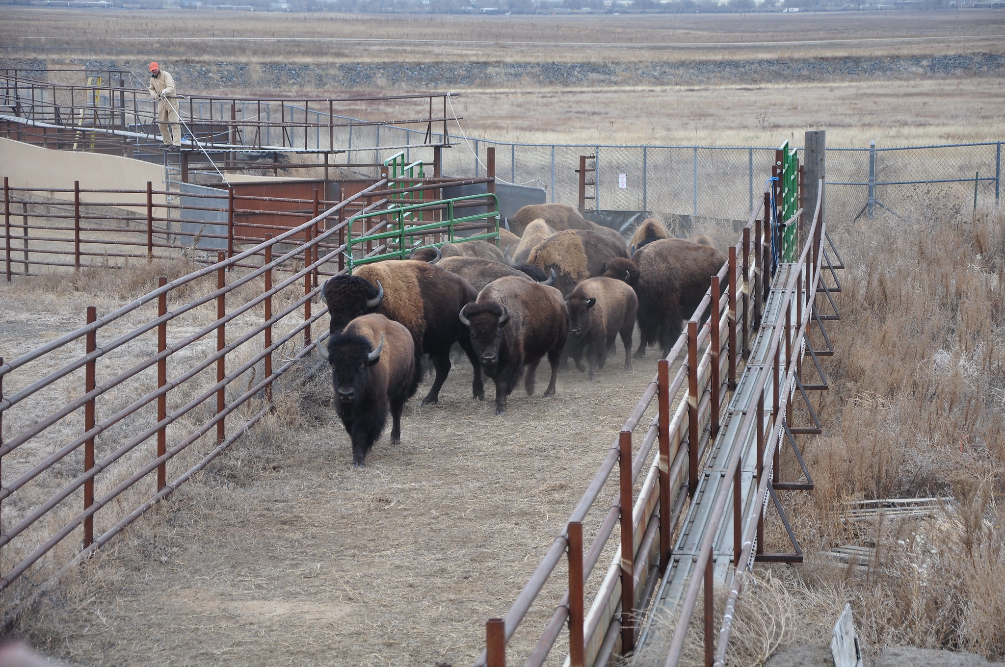 Bison in a cattle chute.