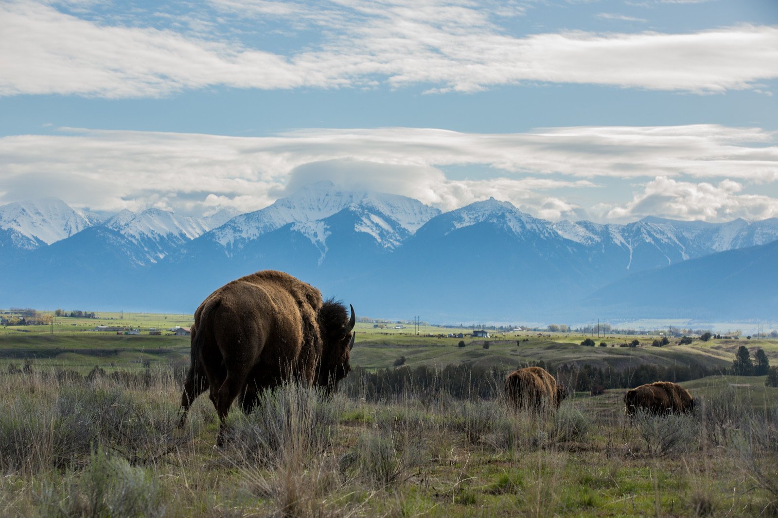 A couple American bison stand on a prairie with buildings and mountains in the background.