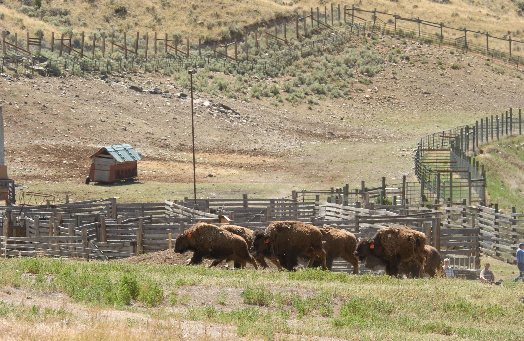 A herd of bison are relocated to pens.