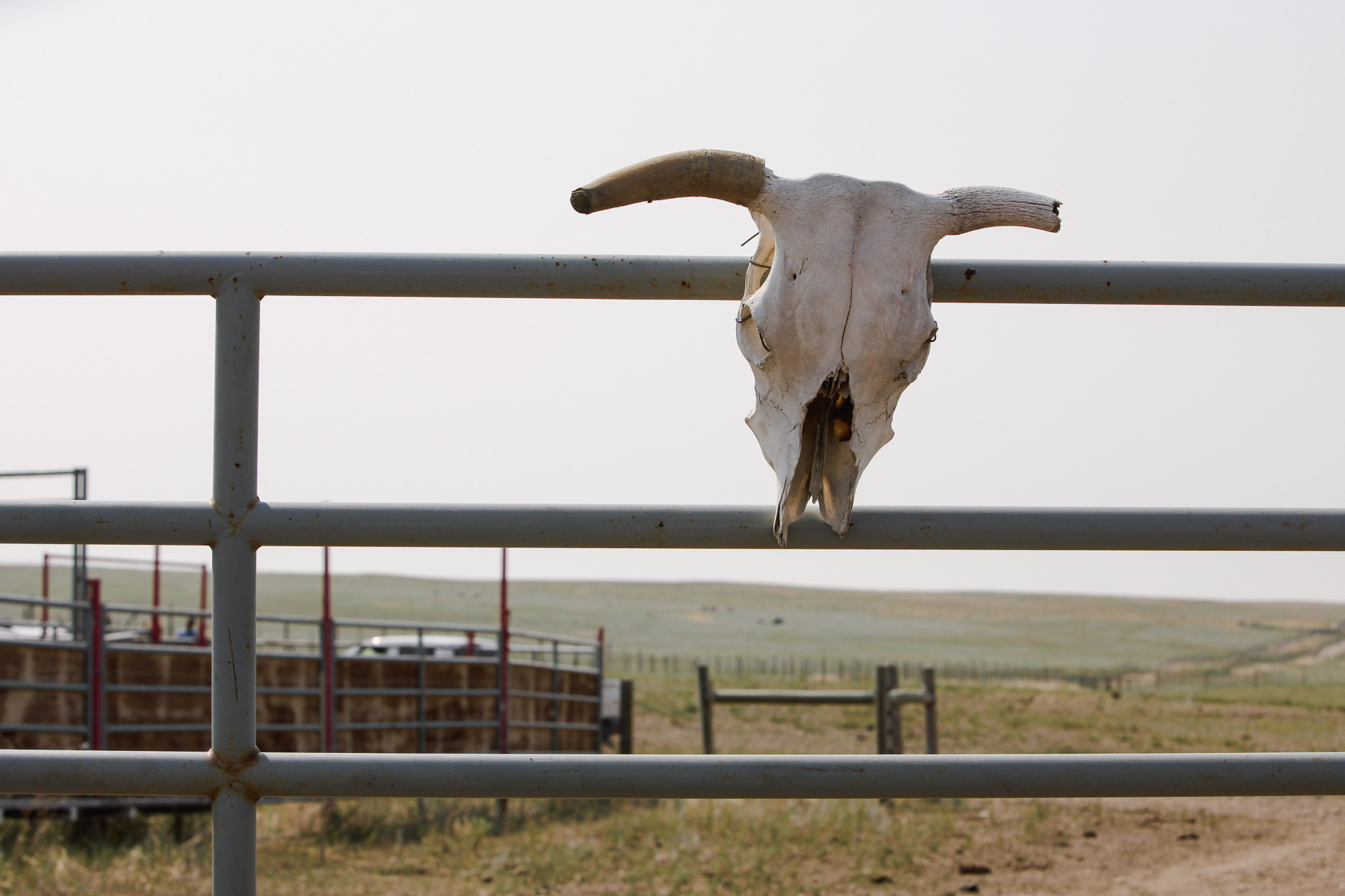 A bison skull fixed to a cattle fence.