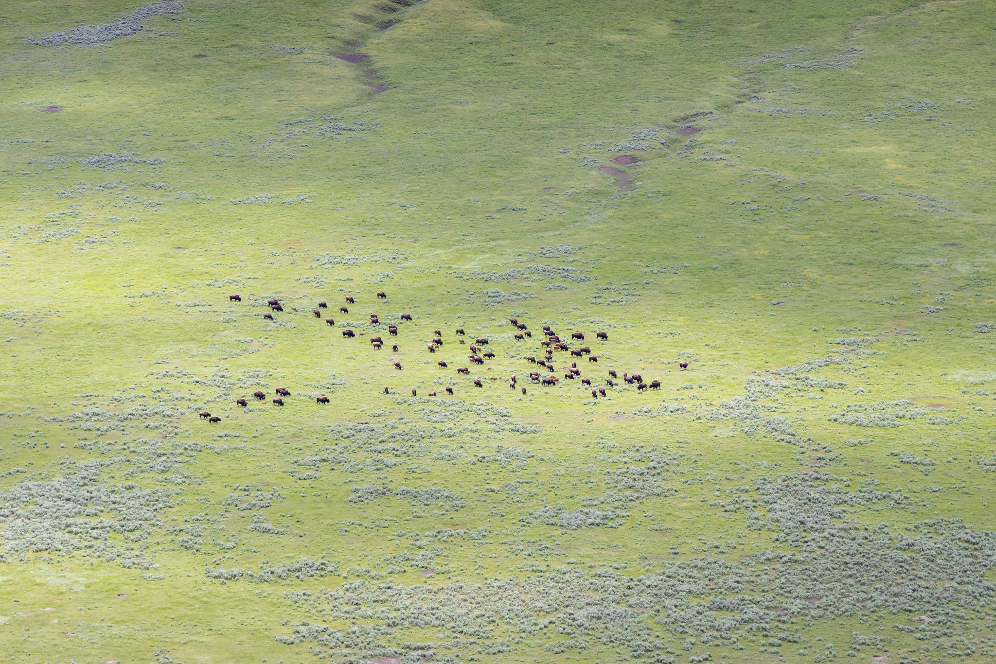 Aerial photo of a herd of bison on green grass.