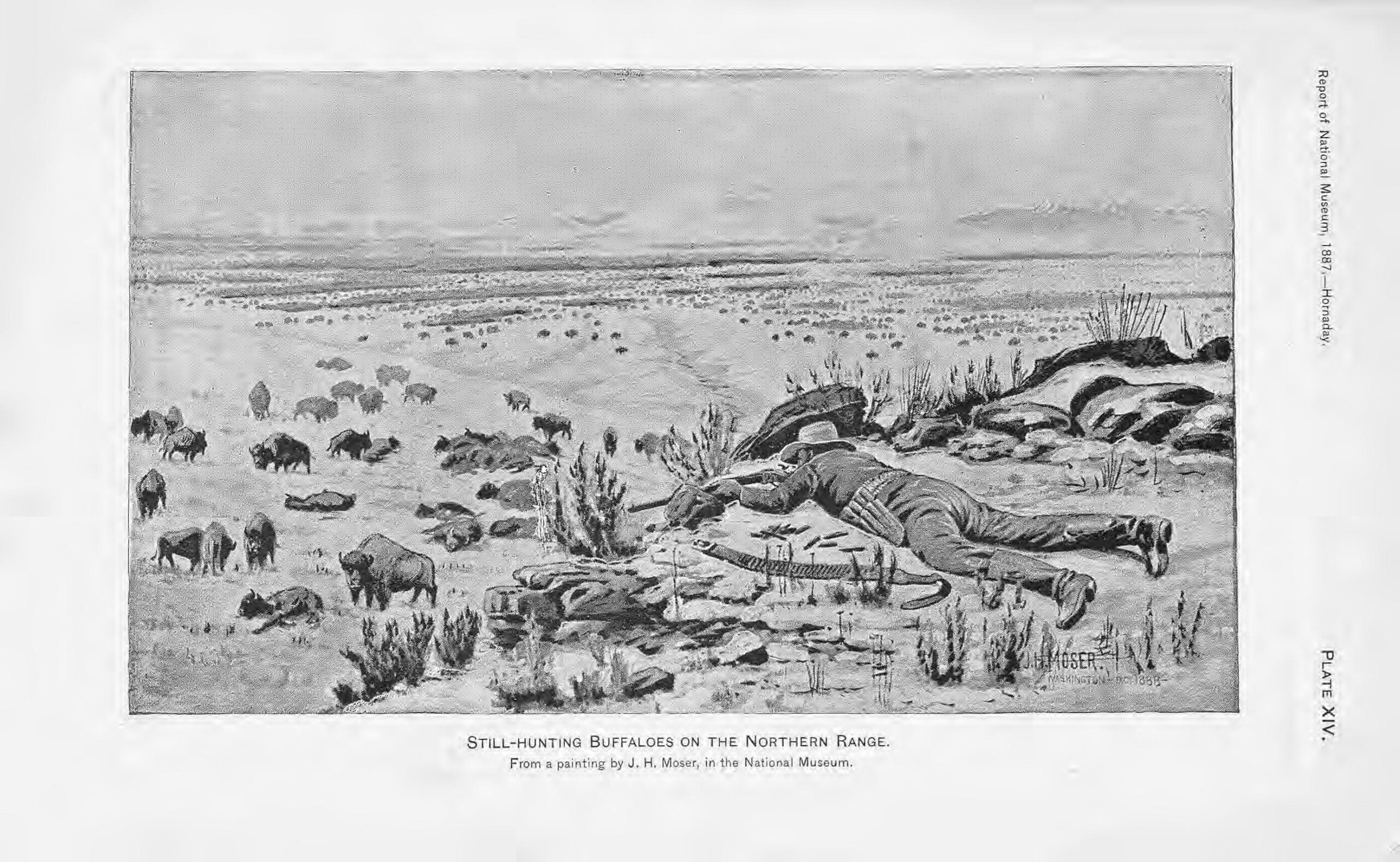 A black and white illustration of a hunter shooting buffalo.