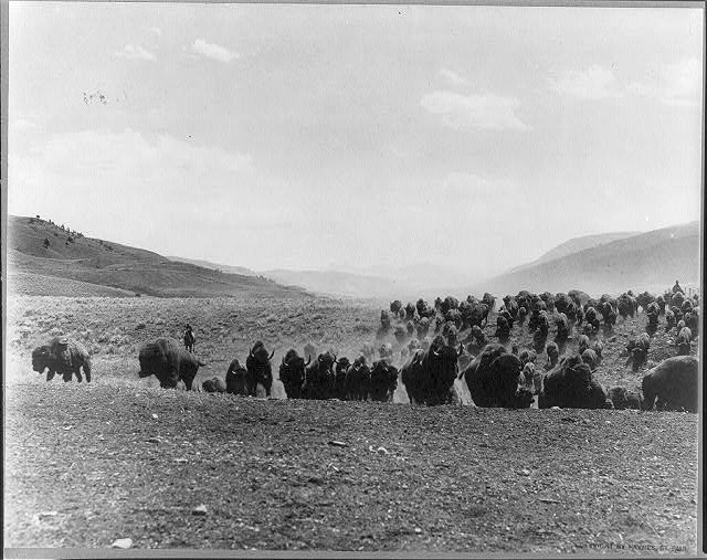 Horseback hunting buffalo herds.