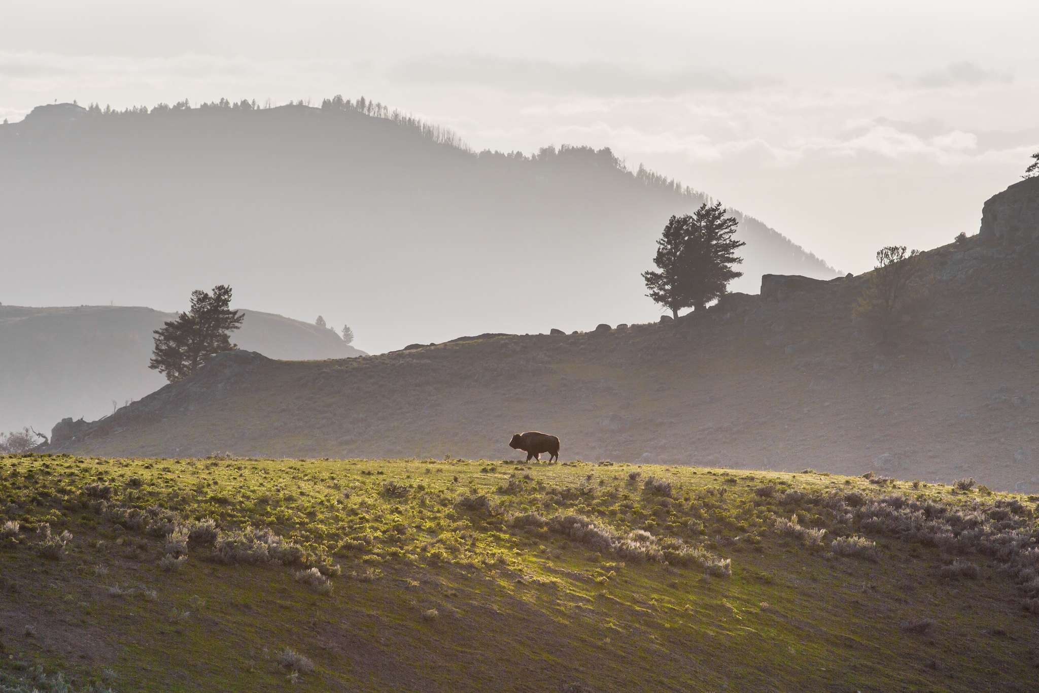 A lone bison walking on a ridge.