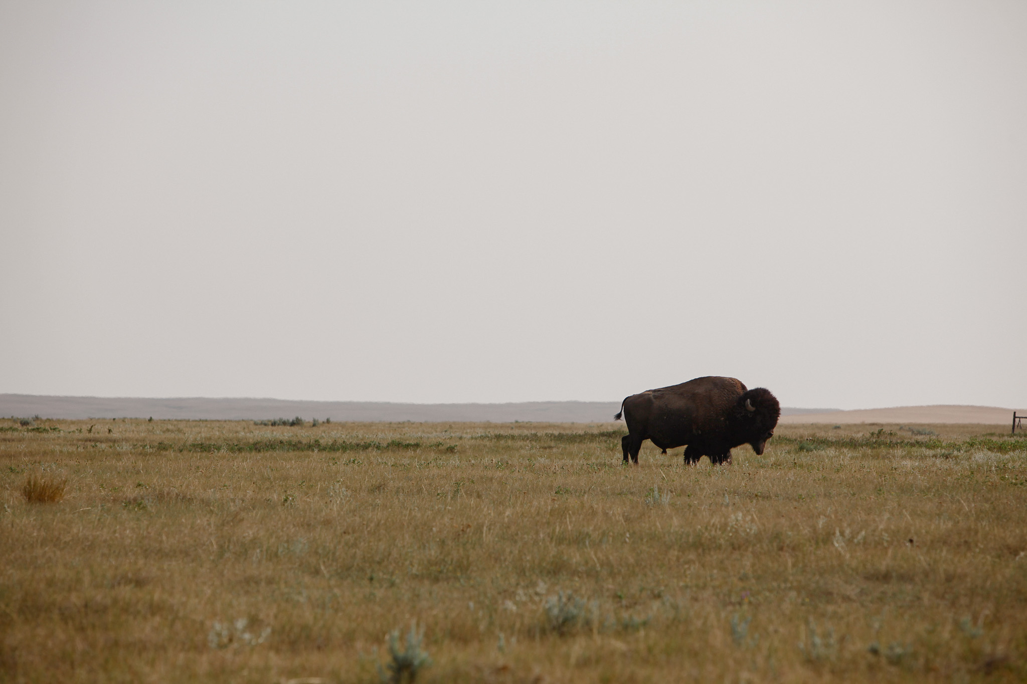 A lone buffalo on the priarie.