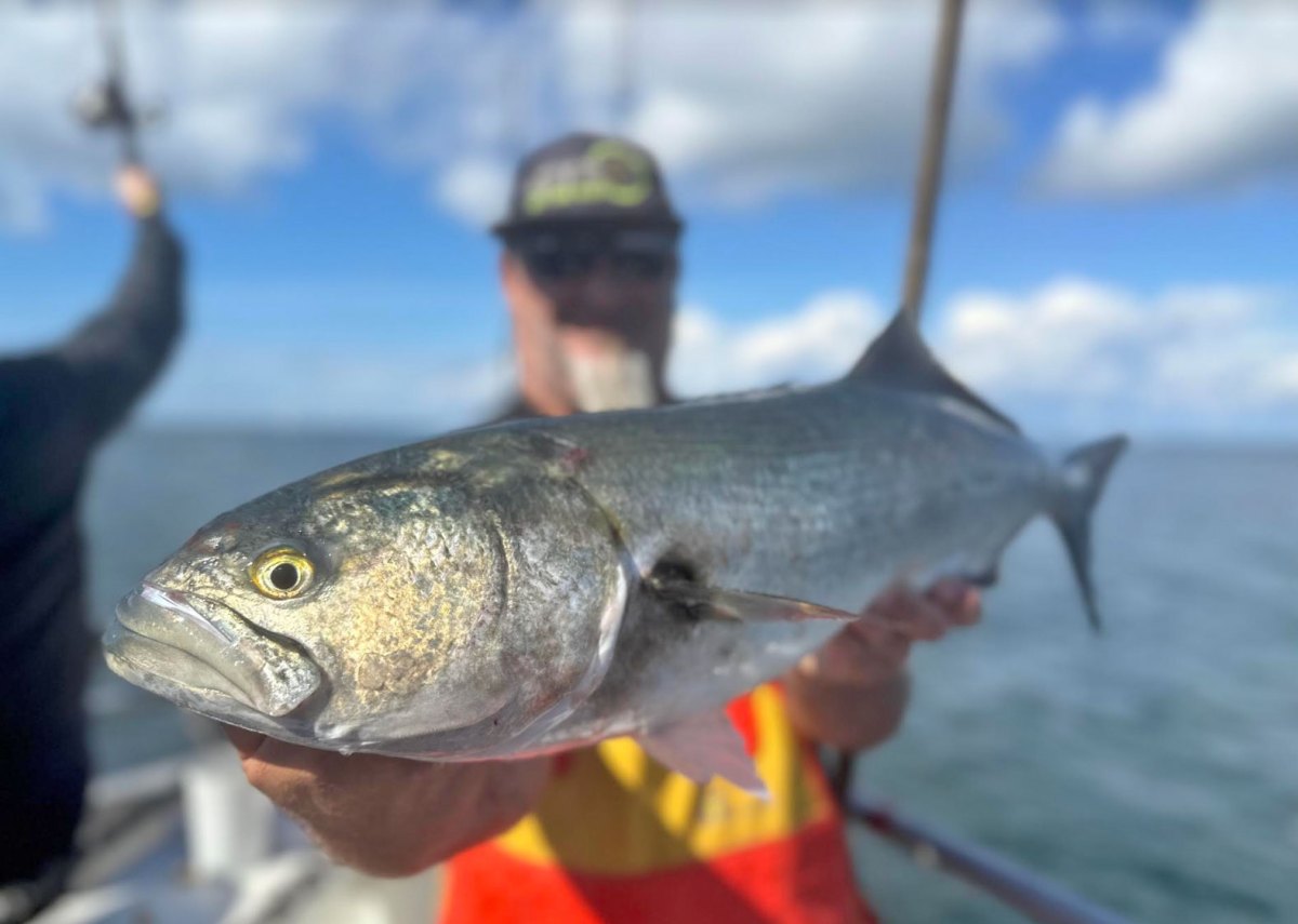 Blue Murder: Chasing a Bluefish Blitz Is the Ultimate Saltwater Adrenaline Rush Blue Murder: Chasing a Bluefish Blitz Is the Ultimate Saltwater Adrenaline Rush