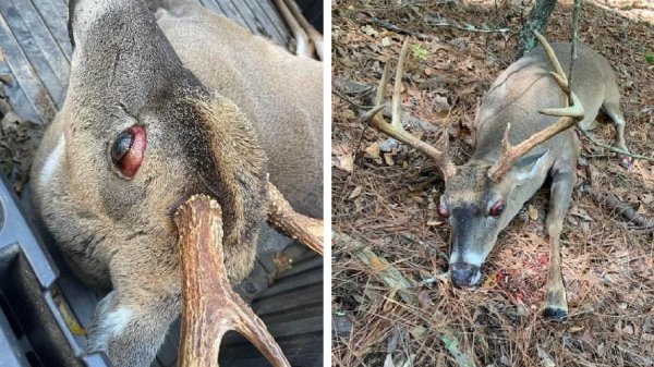 A Landowner Killed This Bug-Eyed Buck in South Carolina. What Was Wrong With It?
